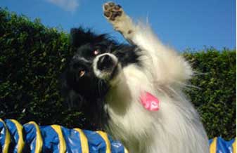 K9 Adestramento - Foto 1