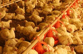 Piccoli & Berno Granjas Avícolas Ltda Me - Foto 1