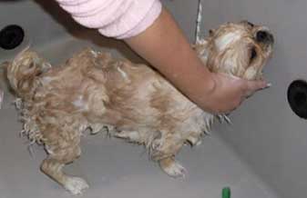 Banho e Tosa Amizade - Foto 1