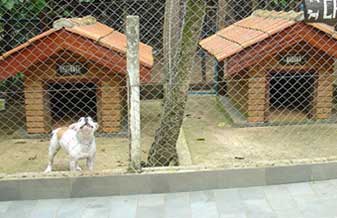Canil Dogs Brasil - Foto 1