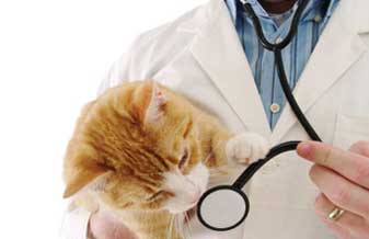 Clínica Veterinária Schweitzer - Foto 1