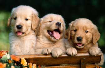 Cia dos Bichos - Foto 1