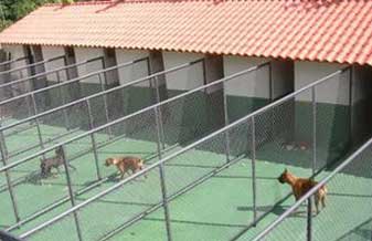 Paraiso Canino - Foto 1