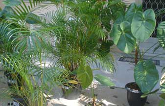 Florisa Floricultura - Foto 1