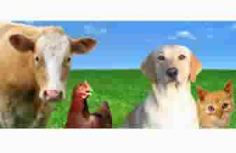 Studio Chic Centro Animal - Foto 1