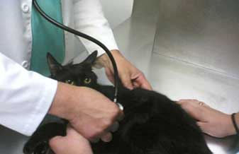 Clínica Veterinária Zoo Vida - Foto 1