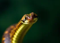 cobra-coral